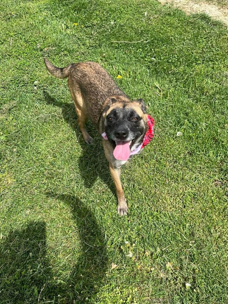 Enlarge Izzy, a Adoptable mixed breed in Osgood, IN image 4/6