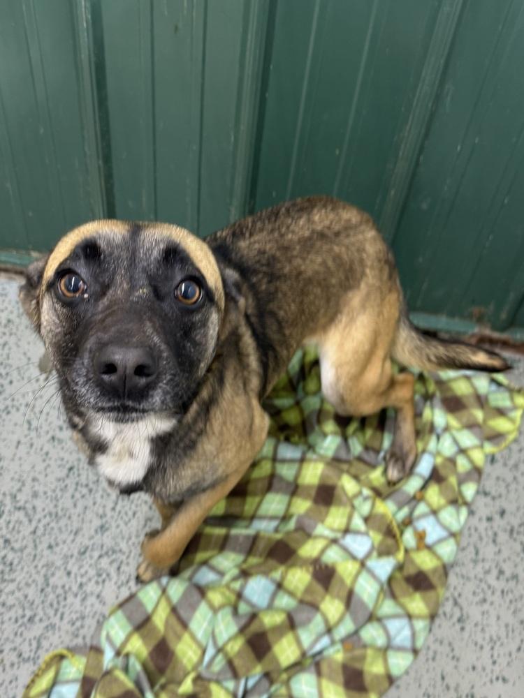 Enlarge Izzy, a Adoptable mixed breed in Osgood, IN image 3/5