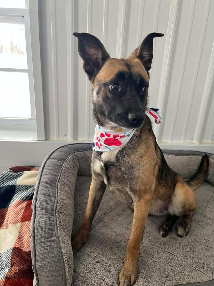 Enlarge Izzy, a Adoptable mixed breed in Osgood, IN image 4/5