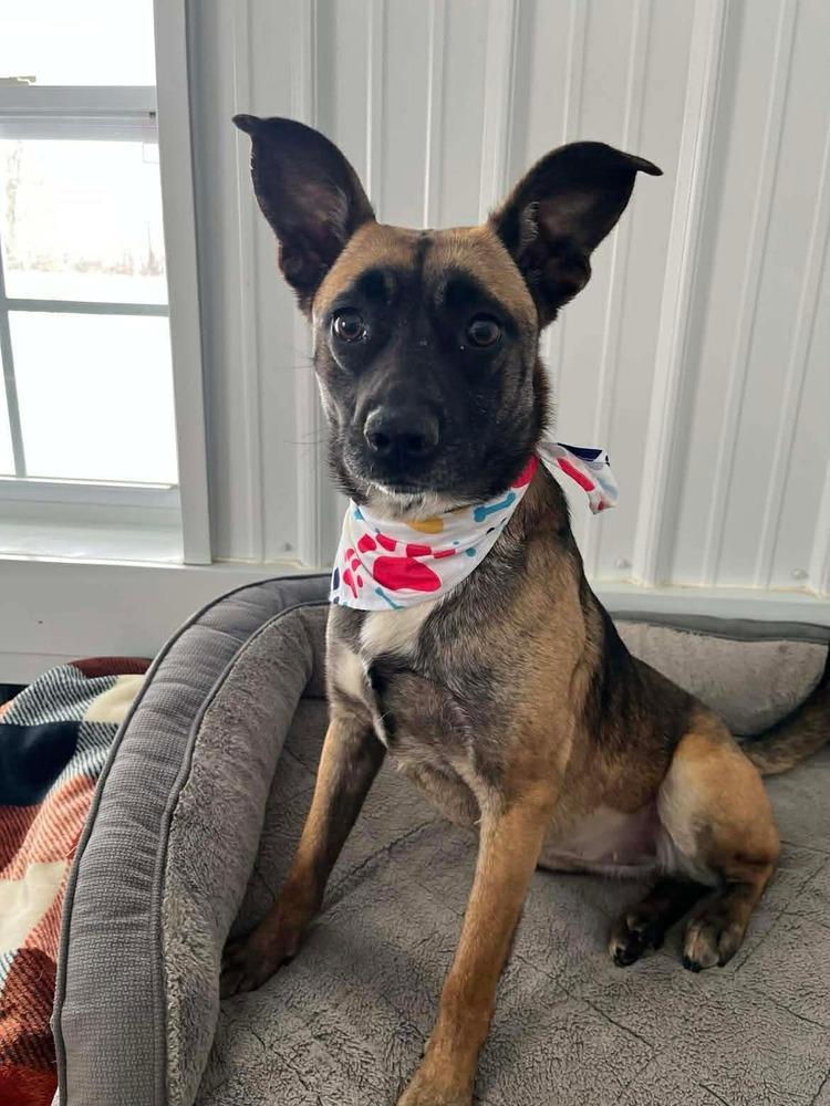 Enlarge Izzy, a Adoptable mixed breed in Osgood, IN image 5/5