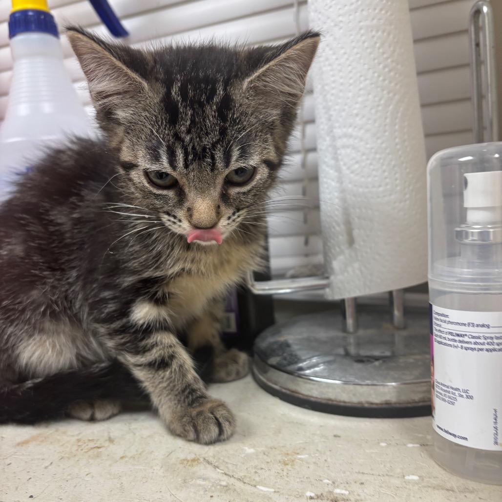 Cheers, Adoptable, Kitten Male Domestic Short Hair.