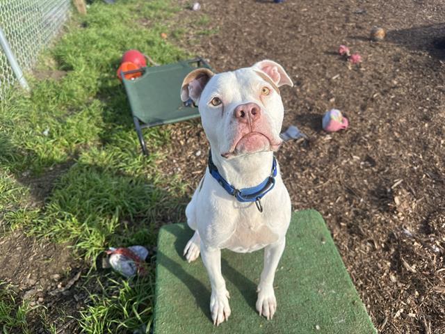 Enlarge BISHOP, a Adoptable mixed breed in McKinleyville, CA image 1/1