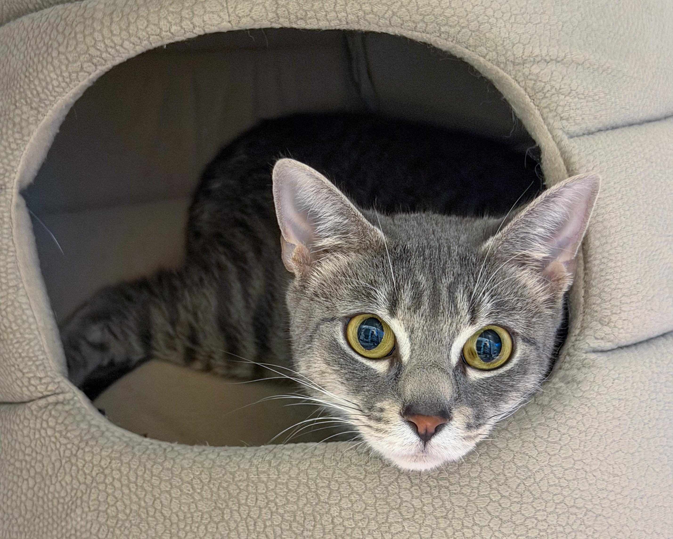 Laylah, a Adoptable American Shorthair in Scituate, MA image 2/2