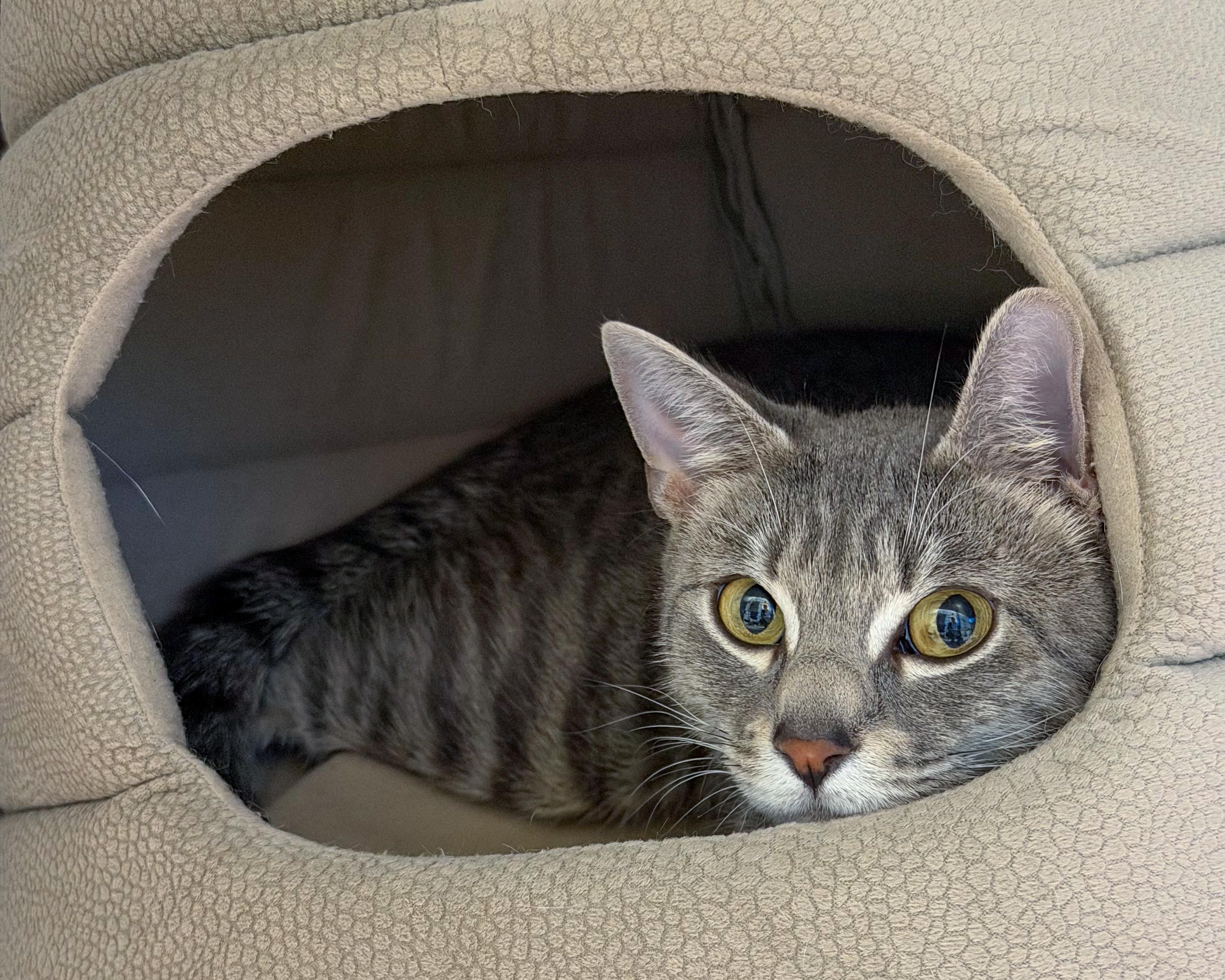 Laylah, Adoptable, Young Female American Shorthair.