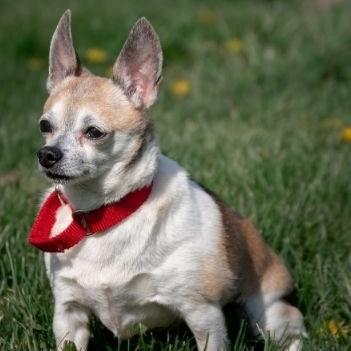Enlarge Little Bit, an adopted Chihuahua in Albany, NY image 2/3