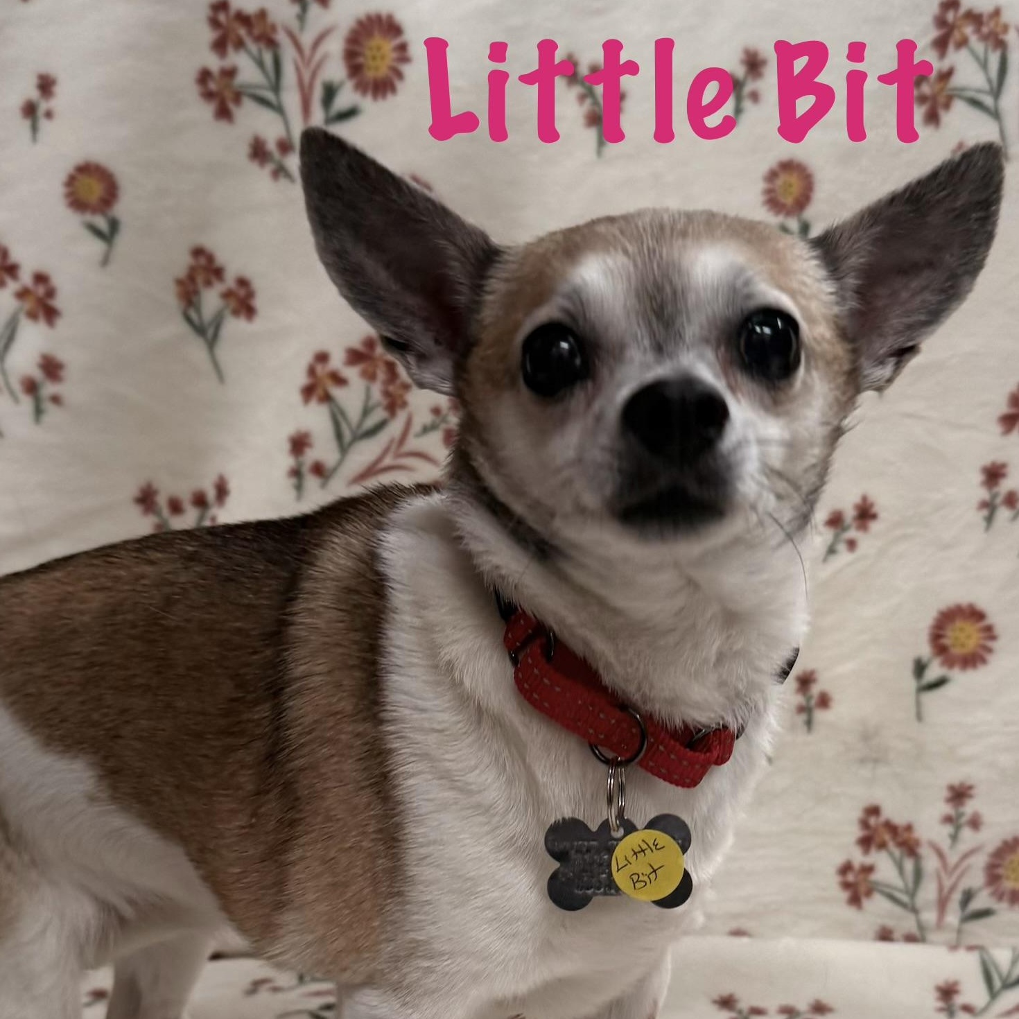 Little Bit, adopted, Senior Female Chihuahua.