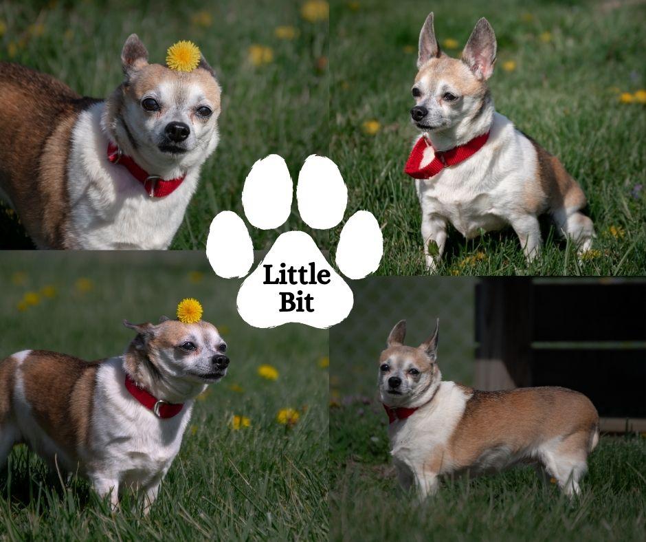 Enlarge Little Bit, an adopted Chihuahua in Albany, NY image 3/3