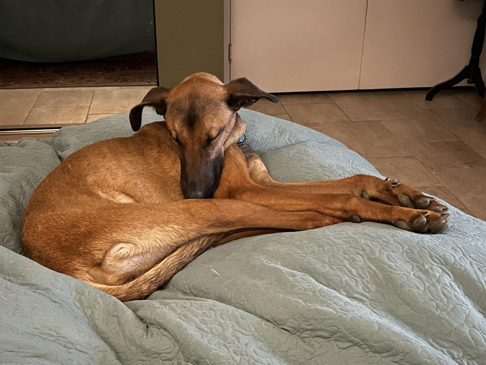 Baby Girl, a Adoptable Belgian Shepherd / Malinois in San Diego, CA image 1/3