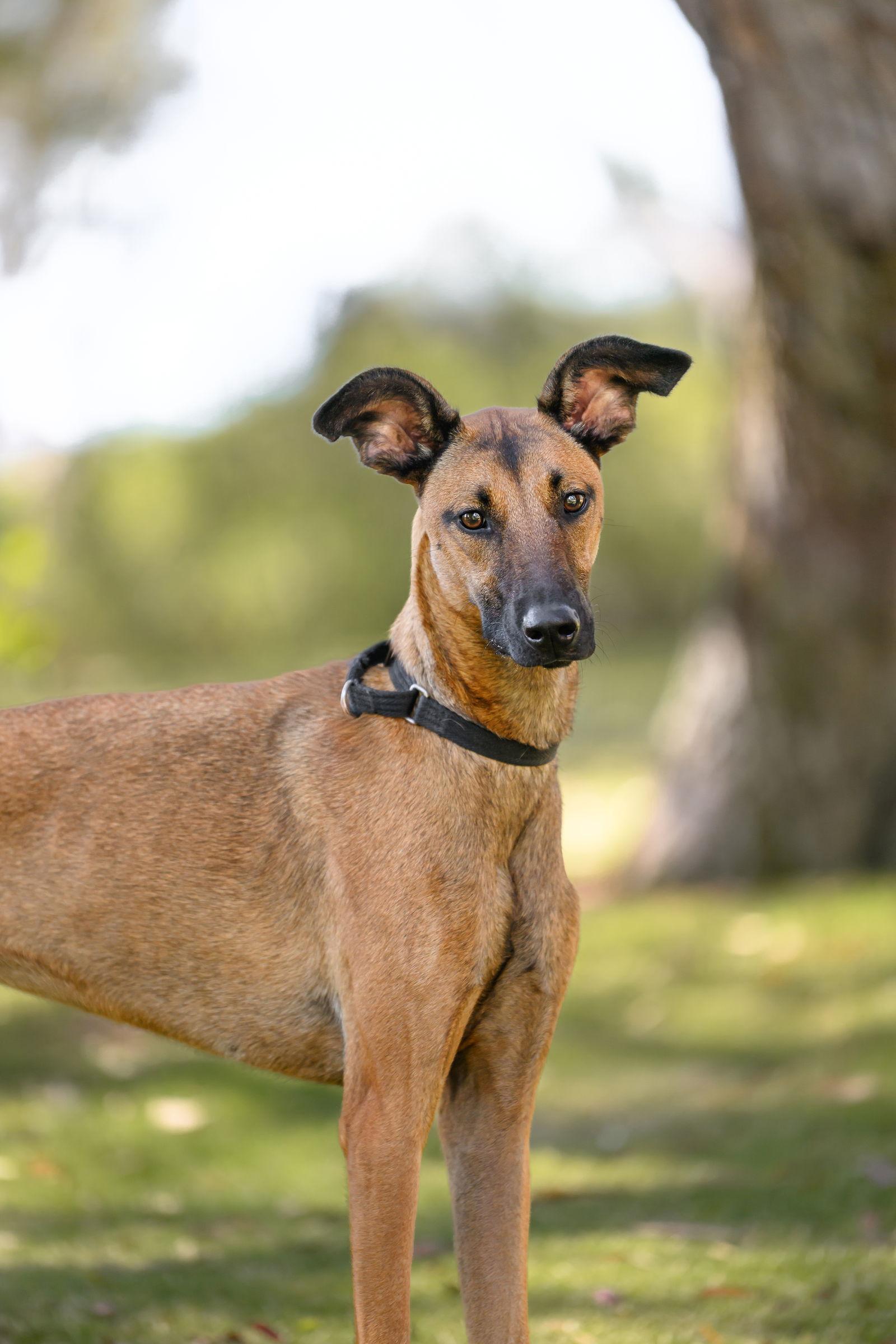 Baby Girl, a Adoptable Belgian Shepherd / Malinois in San Diego, CA image 2/3