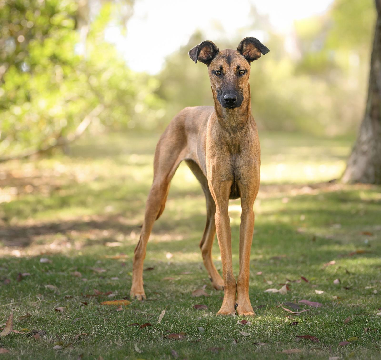 Baby Girl, a Adoptable Belgian Shepherd / Malinois in San Diego, CA image 3/3