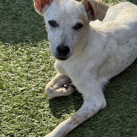 Dixon, a ADOPTABLE mixed breed in Redondo Beach, CA image 4/4
