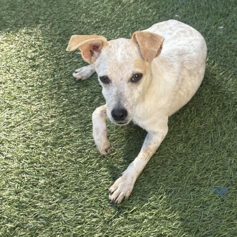 Dixon, a ADOPTABLE mixed breed in Redondo Beach, CA image 3/4
