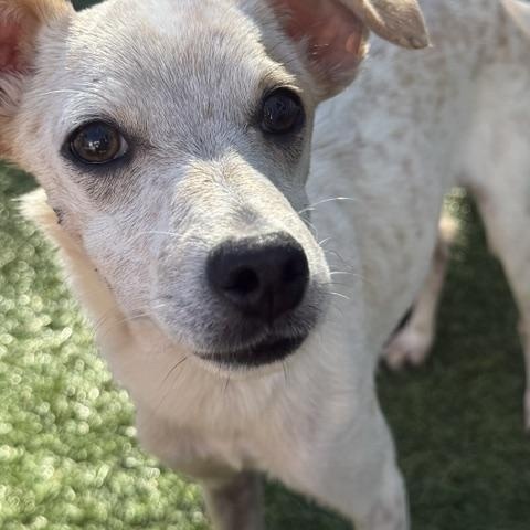Dixon, ADOPTABLE, Young Male Chihuahua.