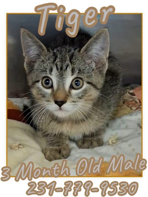 TIGER, Adoptable, Kitten Male Domestic Short Hair.