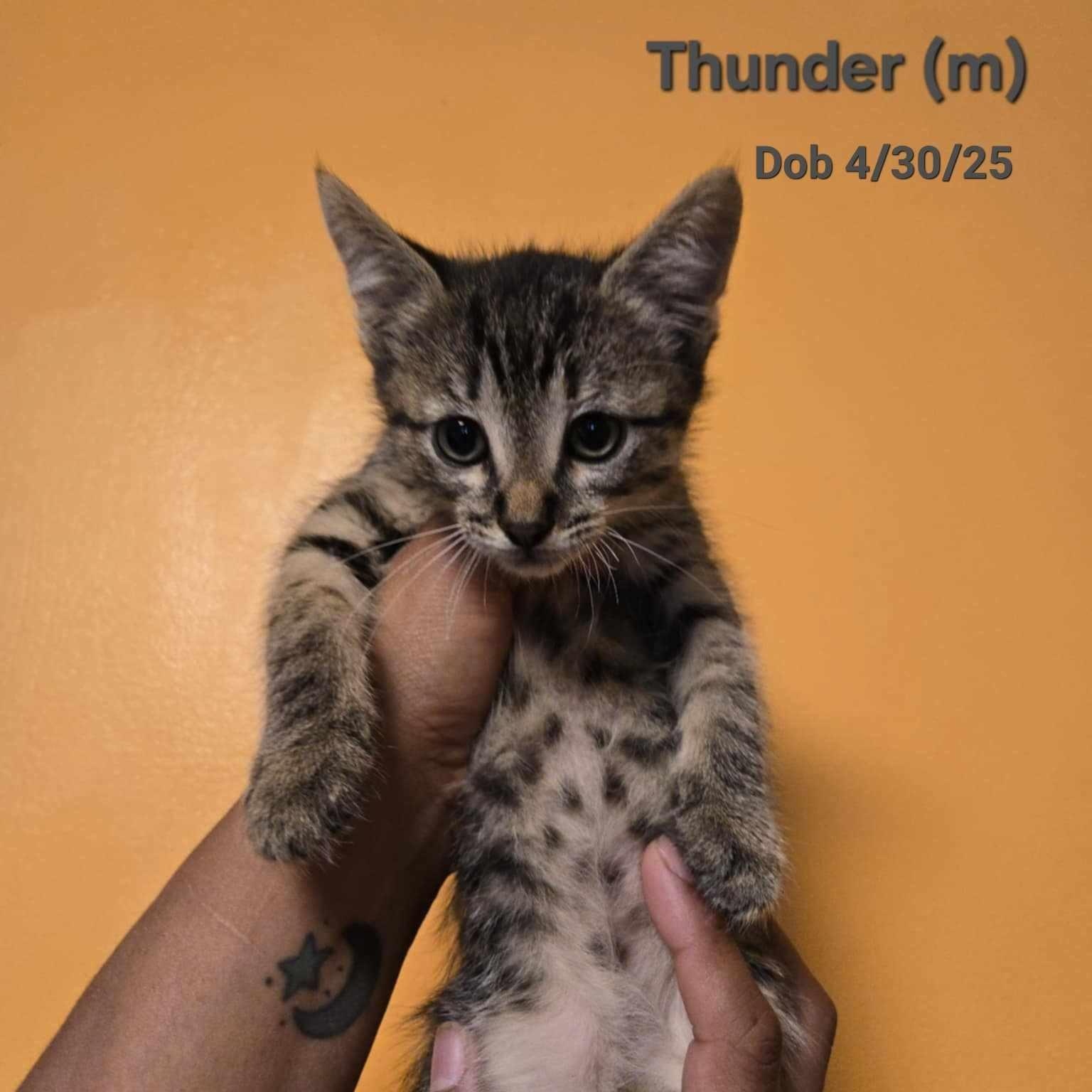 Thunder, Young Male Domestic Short Hair
