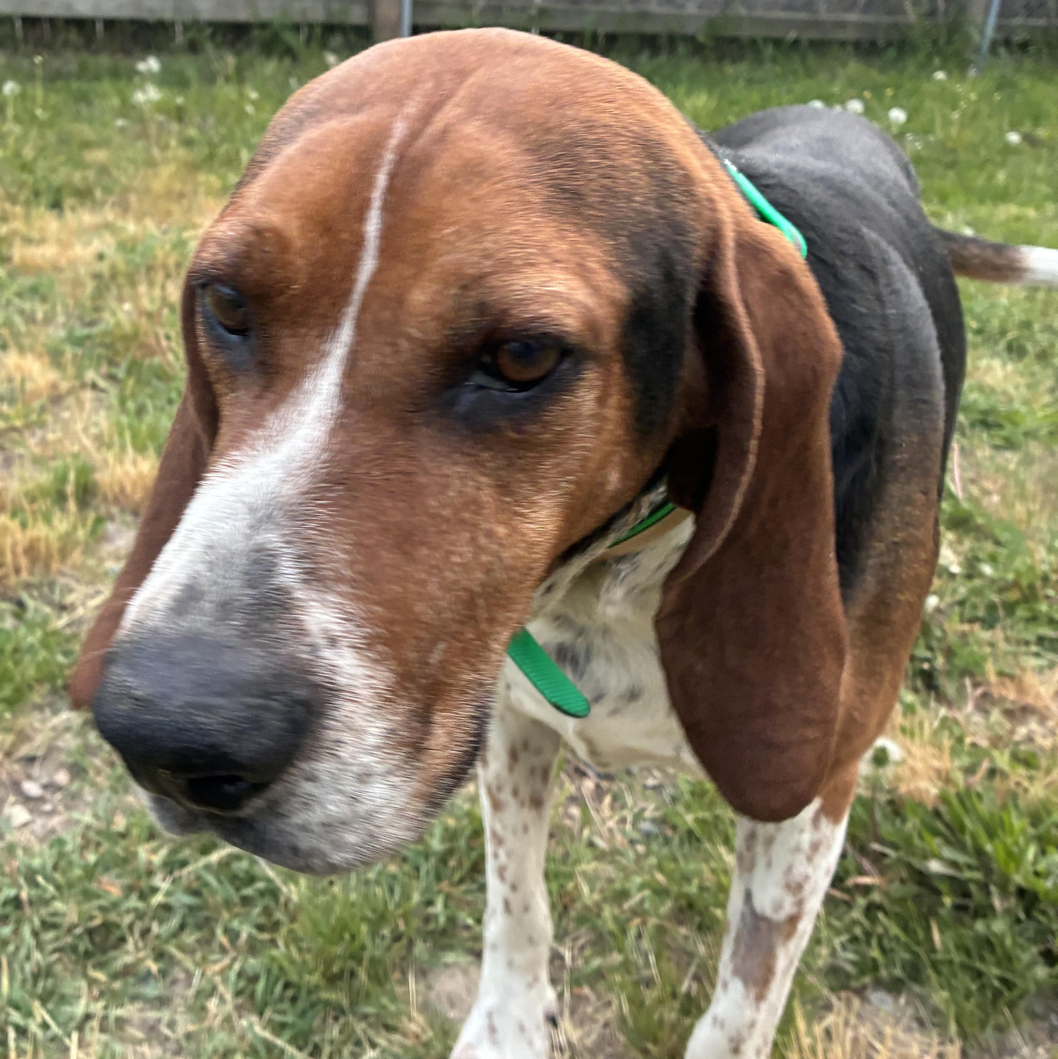 Clyde, a ADOPTABLE Mixed Breed in Bonners Ferry, ID image 4/4