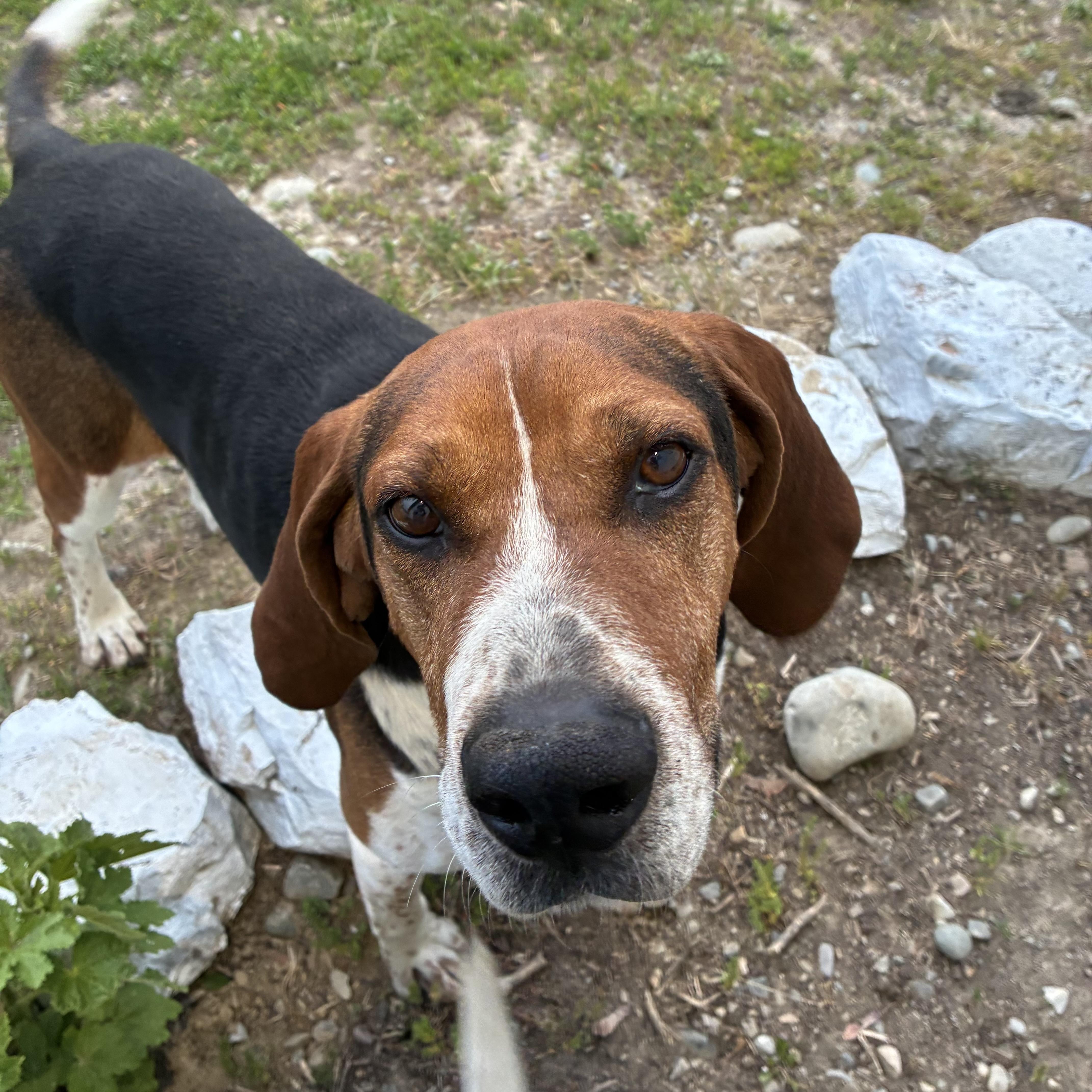 Clyde, ADOPTABLE, Adult Male Mixed Breed.