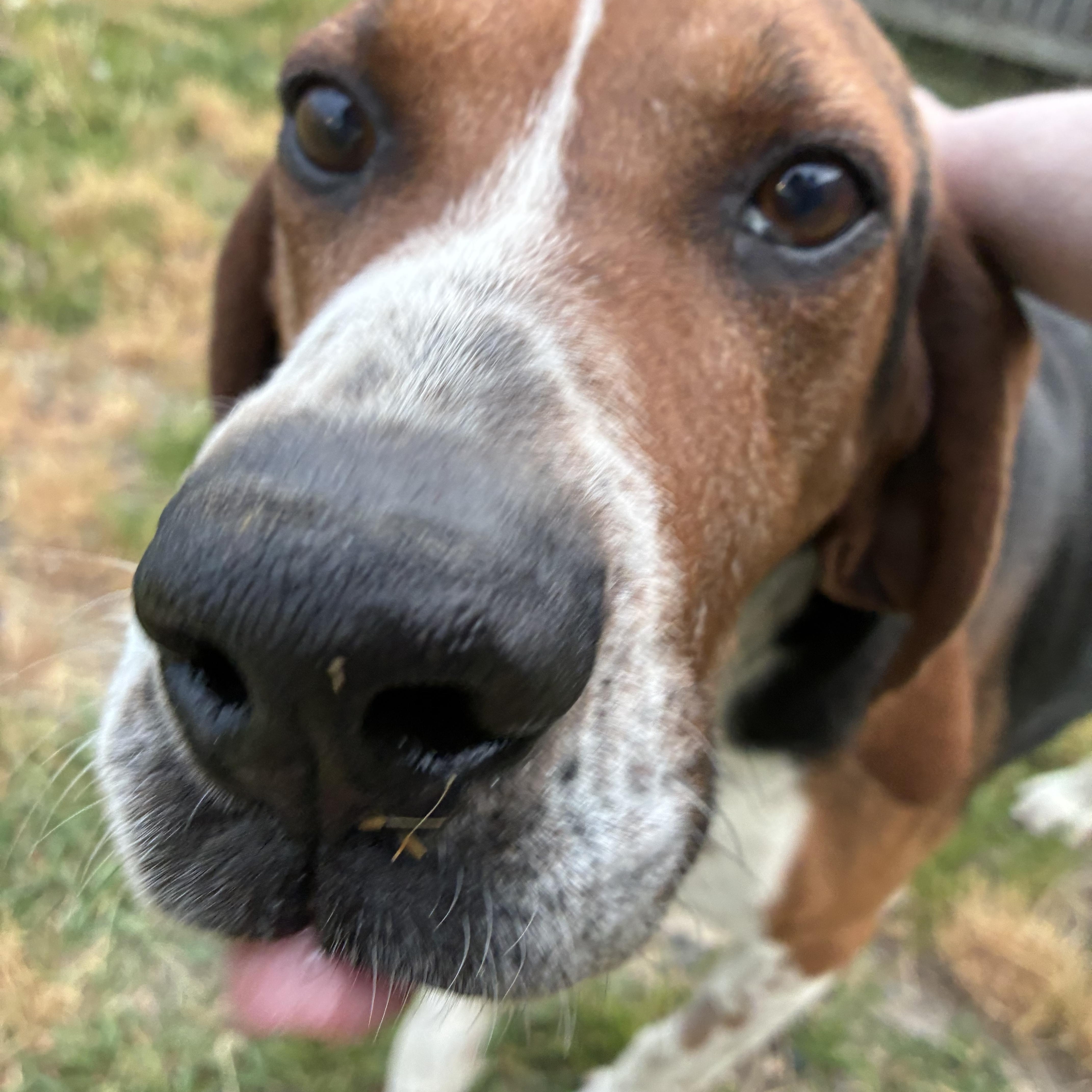 Clyde, a ADOPTABLE Mixed Breed in Bonners Ferry, ID image 3/4