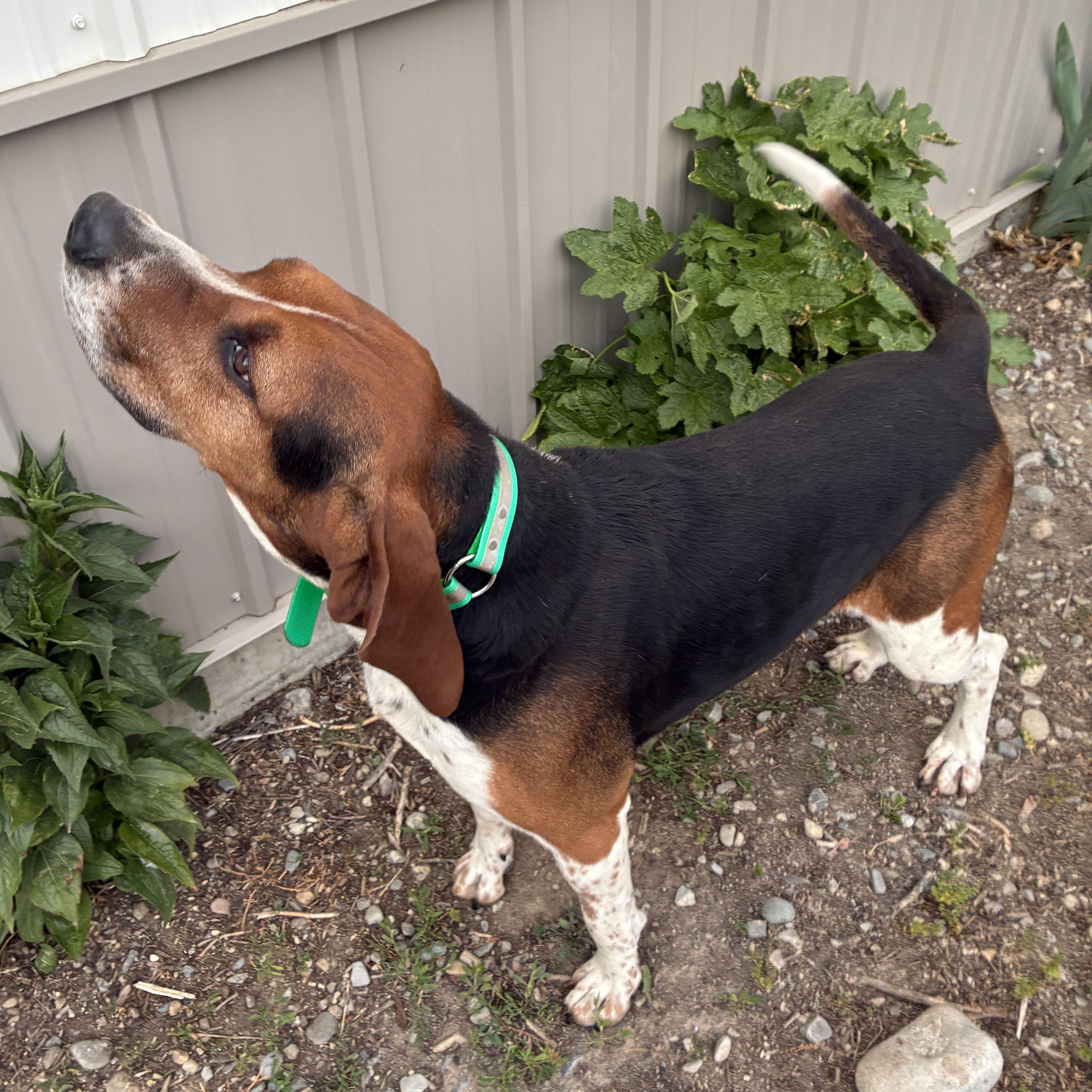Clyde, a ADOPTABLE Mixed Breed in Bonners Ferry, ID image 2/4