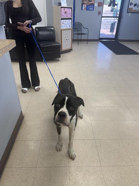 JACK, Adoptable, Young Male Boxer & Mixed Breed.