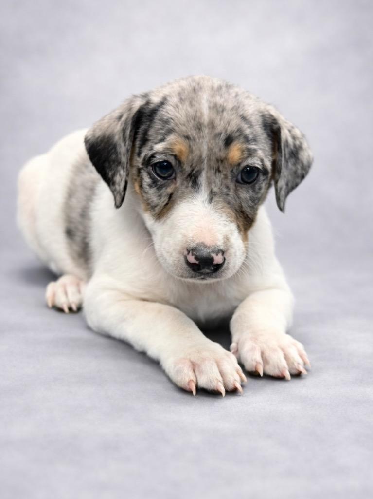 Enlarge Turtle Soup, a Adoptable mixed breed in Reno, NV image 2/4