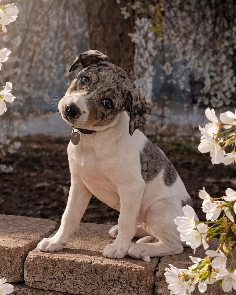 Enlarge Turtle Soup, a Adoptable mixed breed in Reno, NV image 3/4