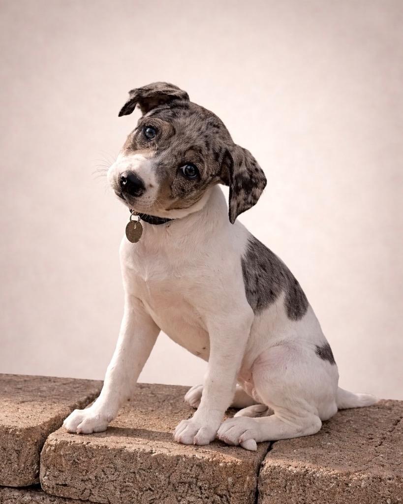 Enlarge Turtle Soup, a Adoptable mixed breed in Reno, NV image 4/4
