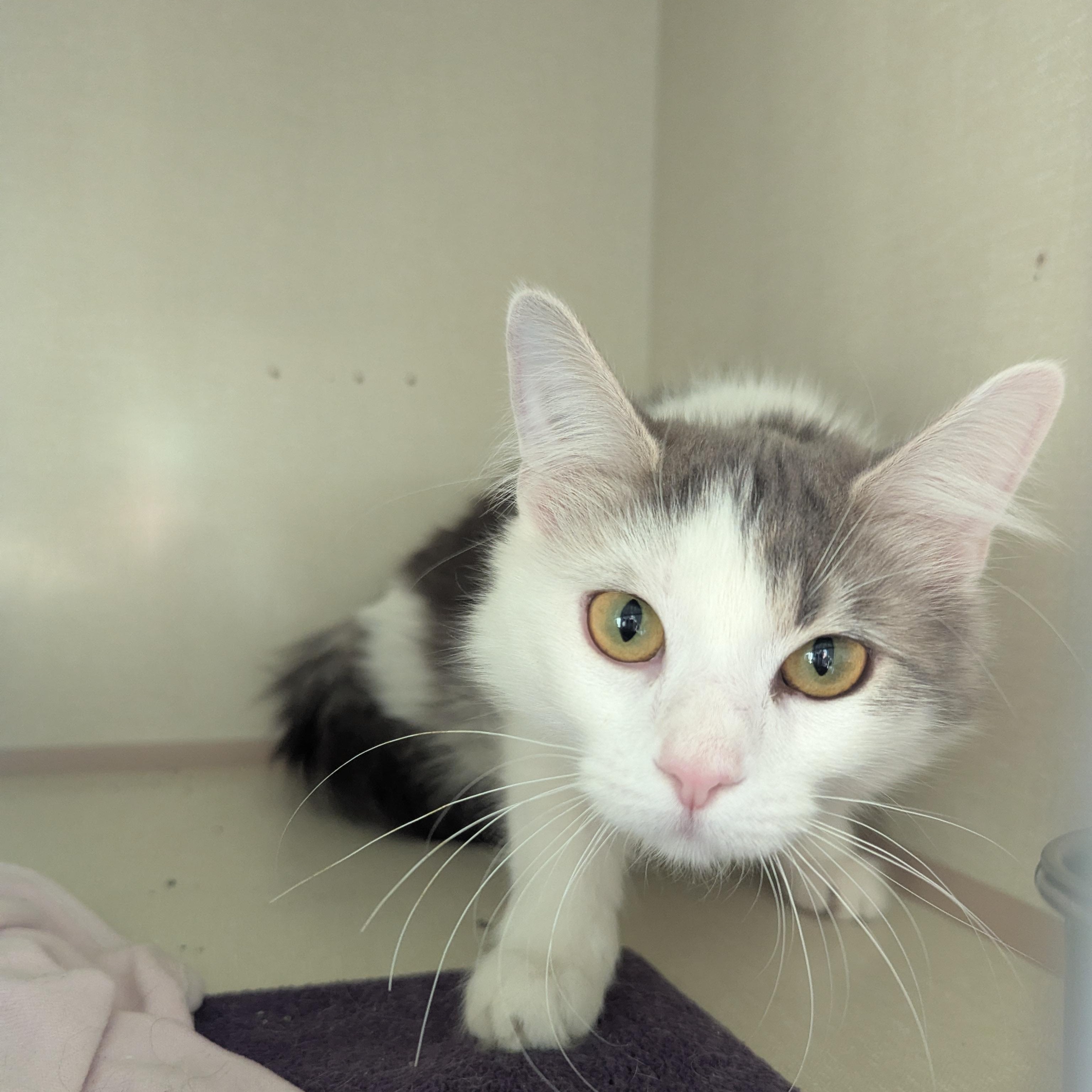 Enlarge Blossom, a ADOPTABLE Domestic Medium Hair in Morden, MB image 3/3