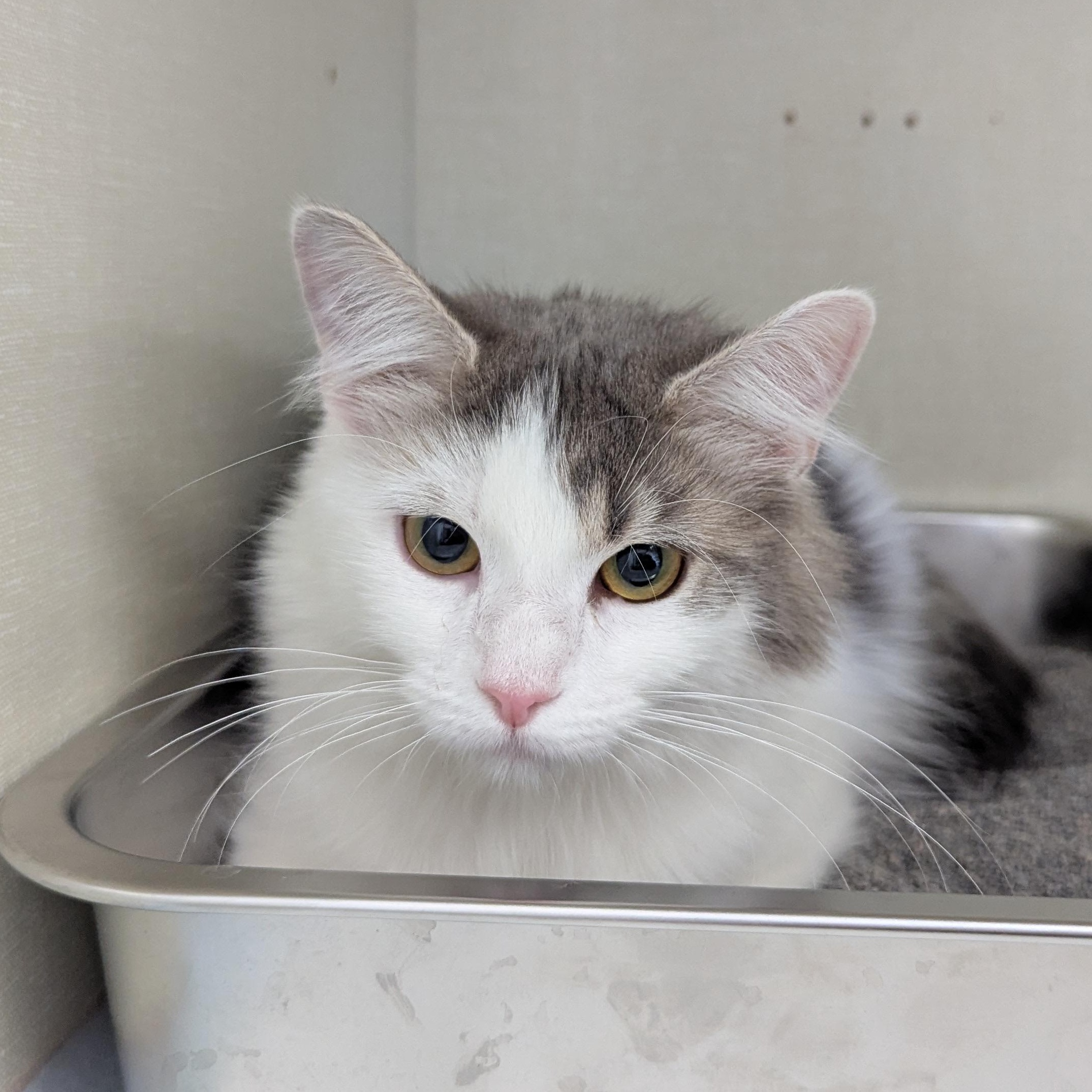 Enlarge Blossom, a ADOPTABLE Domestic Medium Hair in Morden, MB image 1/3