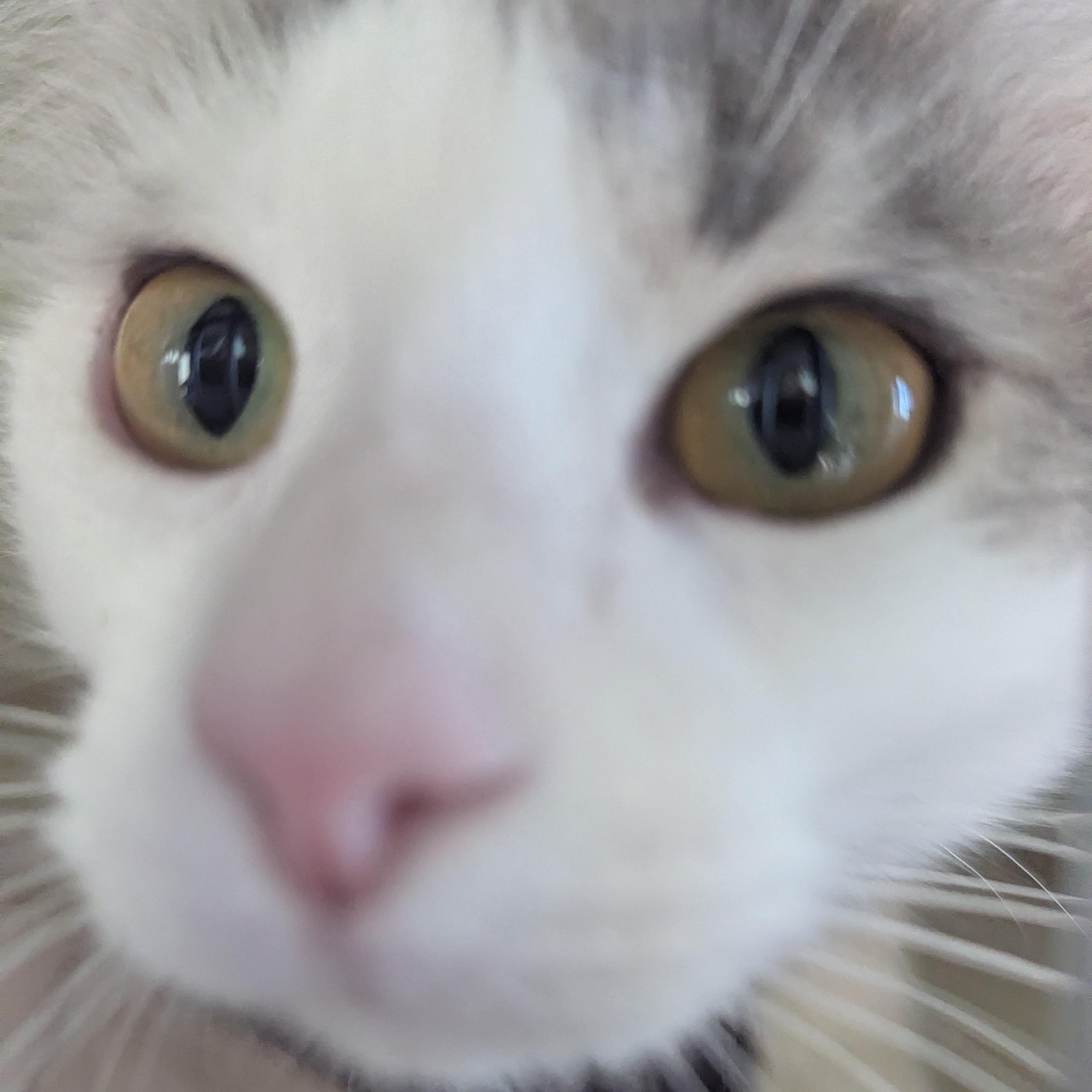 Enlarge Blossom, a ADOPTABLE Domestic Medium Hair in Morden, MB image 2/3