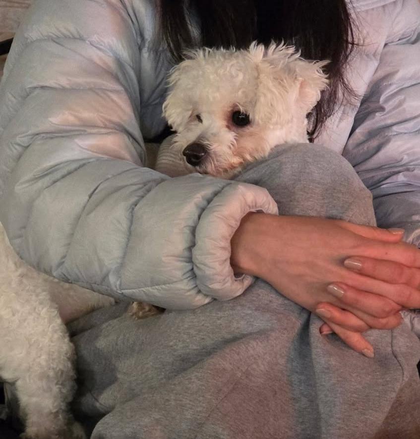 Enlarge Juno, an adopted Maltese in Duluth, GA image 4/4