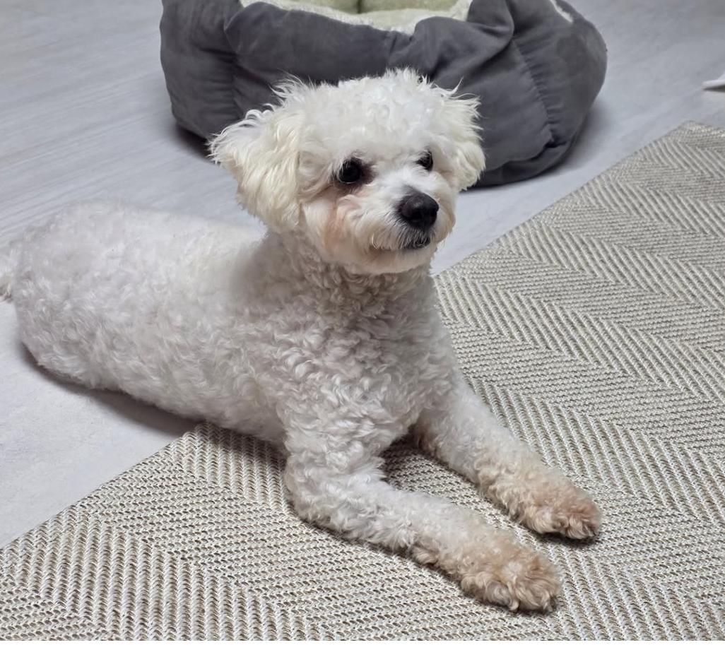 Enlarge Juno, an adopted Maltese in Duluth, GA image 1/4