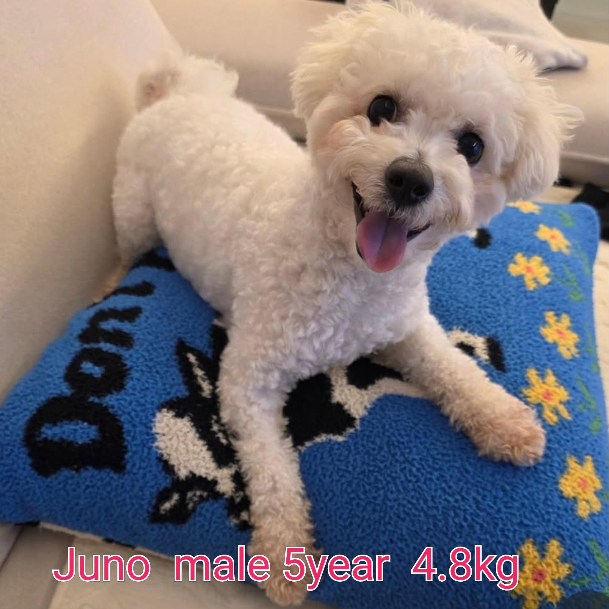 Juno thumbnail 4