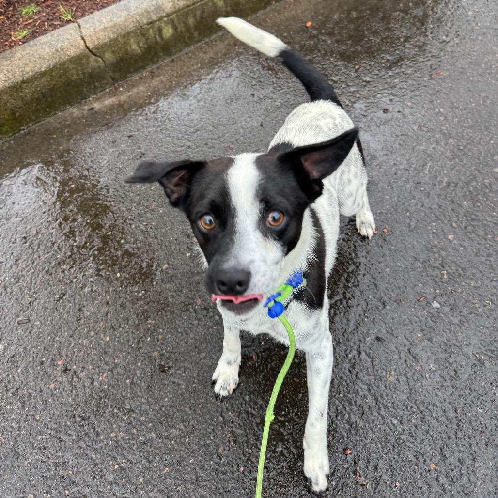 Enlarge Oreo, a Adoptable mixed breed in Newberg, OR image 3/6