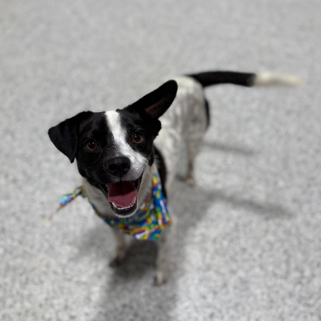 Enlarge Oreo, a Adoptable mixed breed in Newberg, OR image 5/6