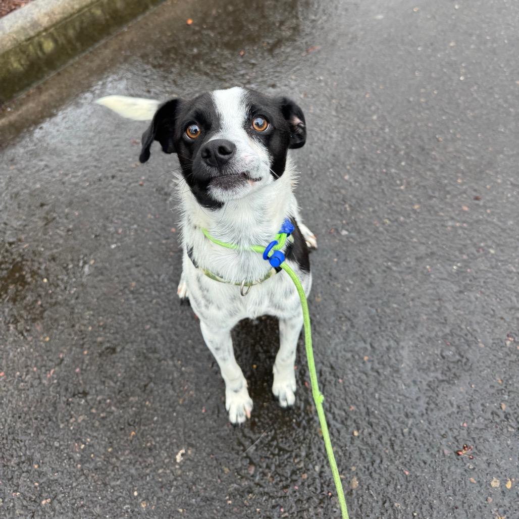 Enlarge Oreo, a Adoptable mixed breed in Newberg, OR image 6/6