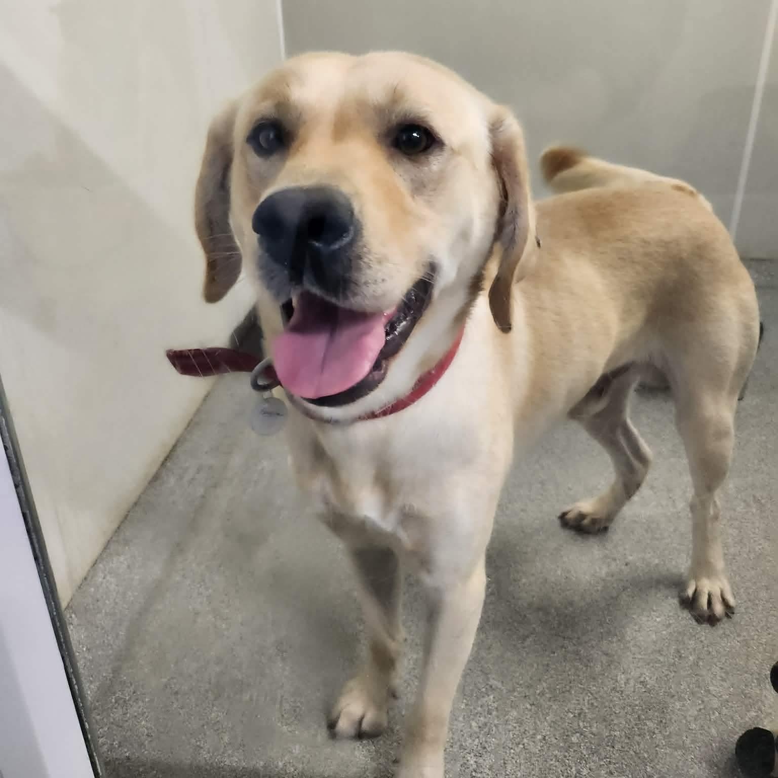 Enlarge Benjamin, a Adopted Yellow Labrador Retriever in Minooka, IL image 5/6