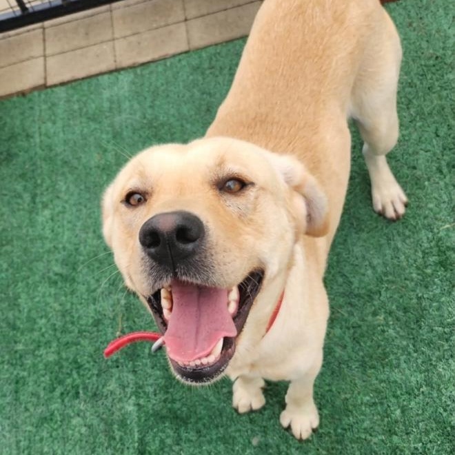 Enlarge Benjamin, a Adopted Yellow Labrador Retriever in Minooka, IL image 3/6