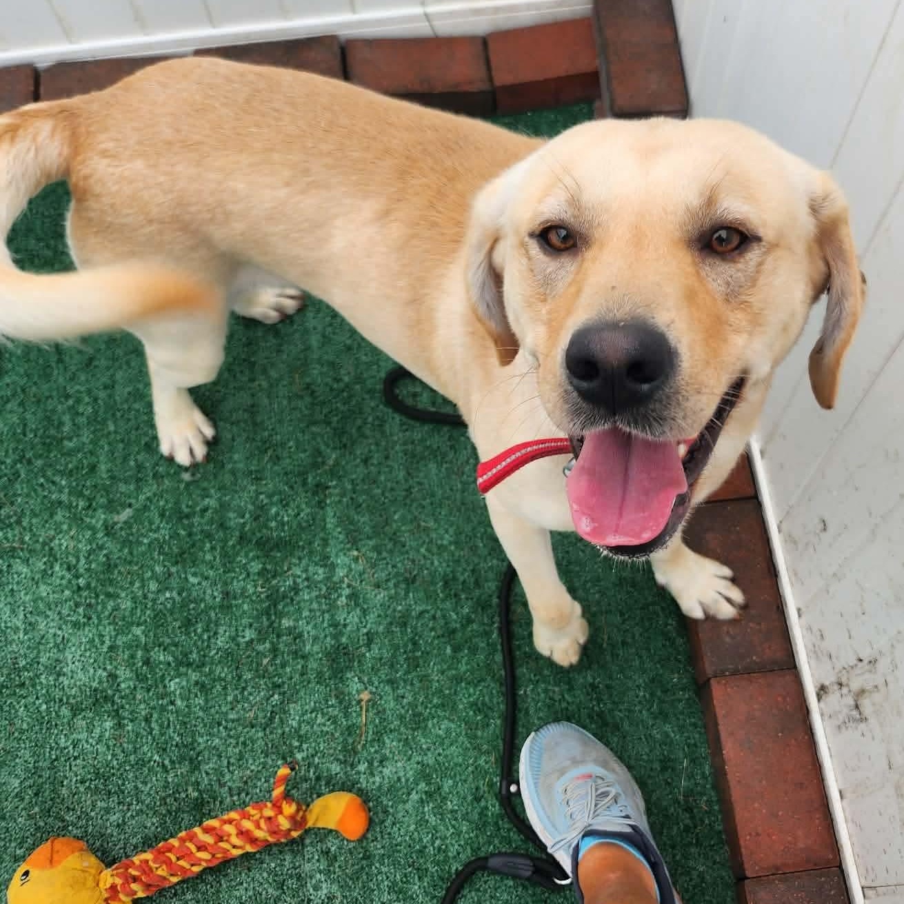 Enlarge Benjamin, a Adopted Yellow Labrador Retriever in Minooka, IL image 6/6