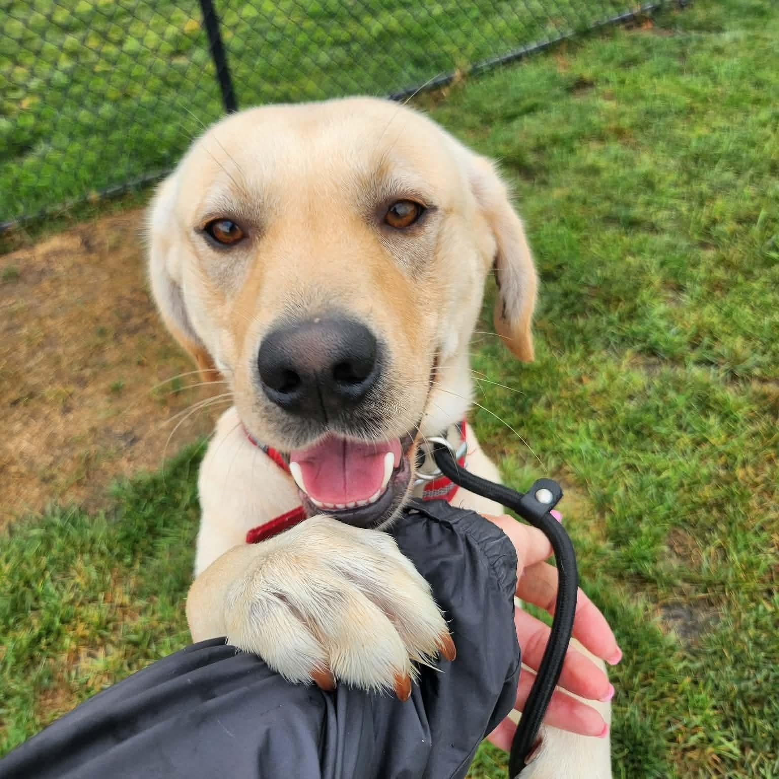 Enlarge Benjamin, a Adopted Yellow Labrador Retriever in Minooka, IL image 4/6