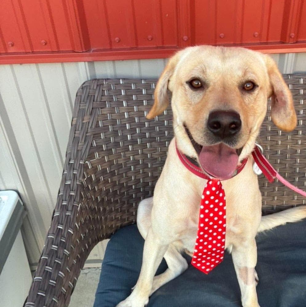 Enlarge Benjamin, a Adopted Yellow Labrador Retriever in Minooka, IL image 2/6
