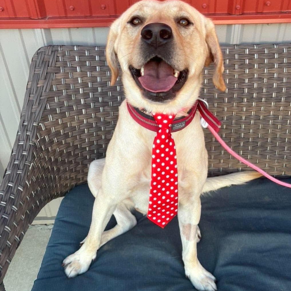 Benjamin, Adopted, Young Male Yellow Labrador Retriever.