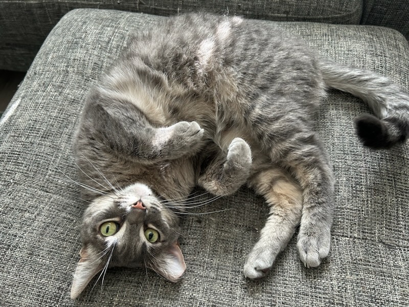 Grissy, Adoptable, Adult Female Tabby & Domestic Short Hair.