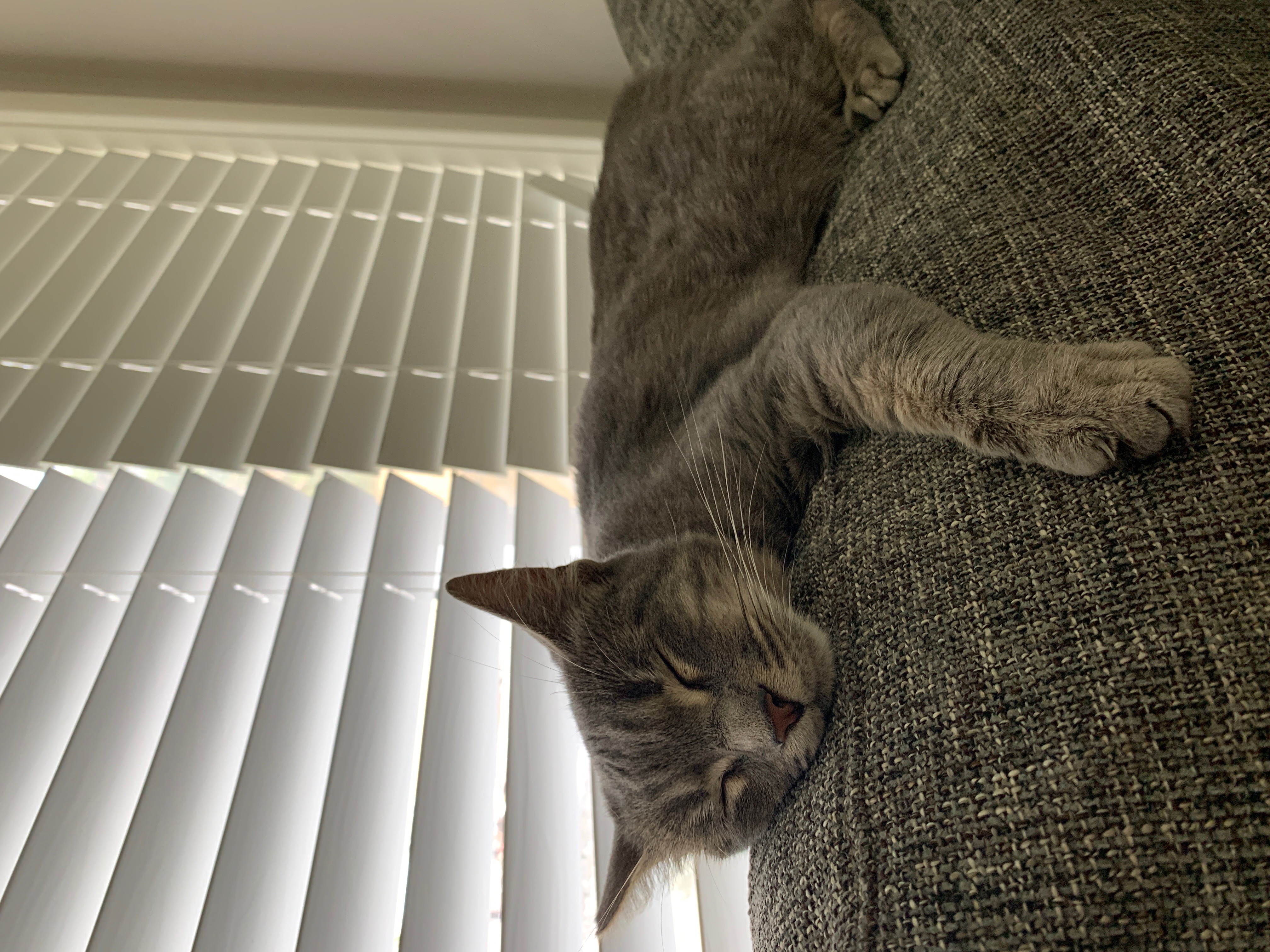 Grissy, a Adoptable mixed breed in Santa Monica, CA image 4/6