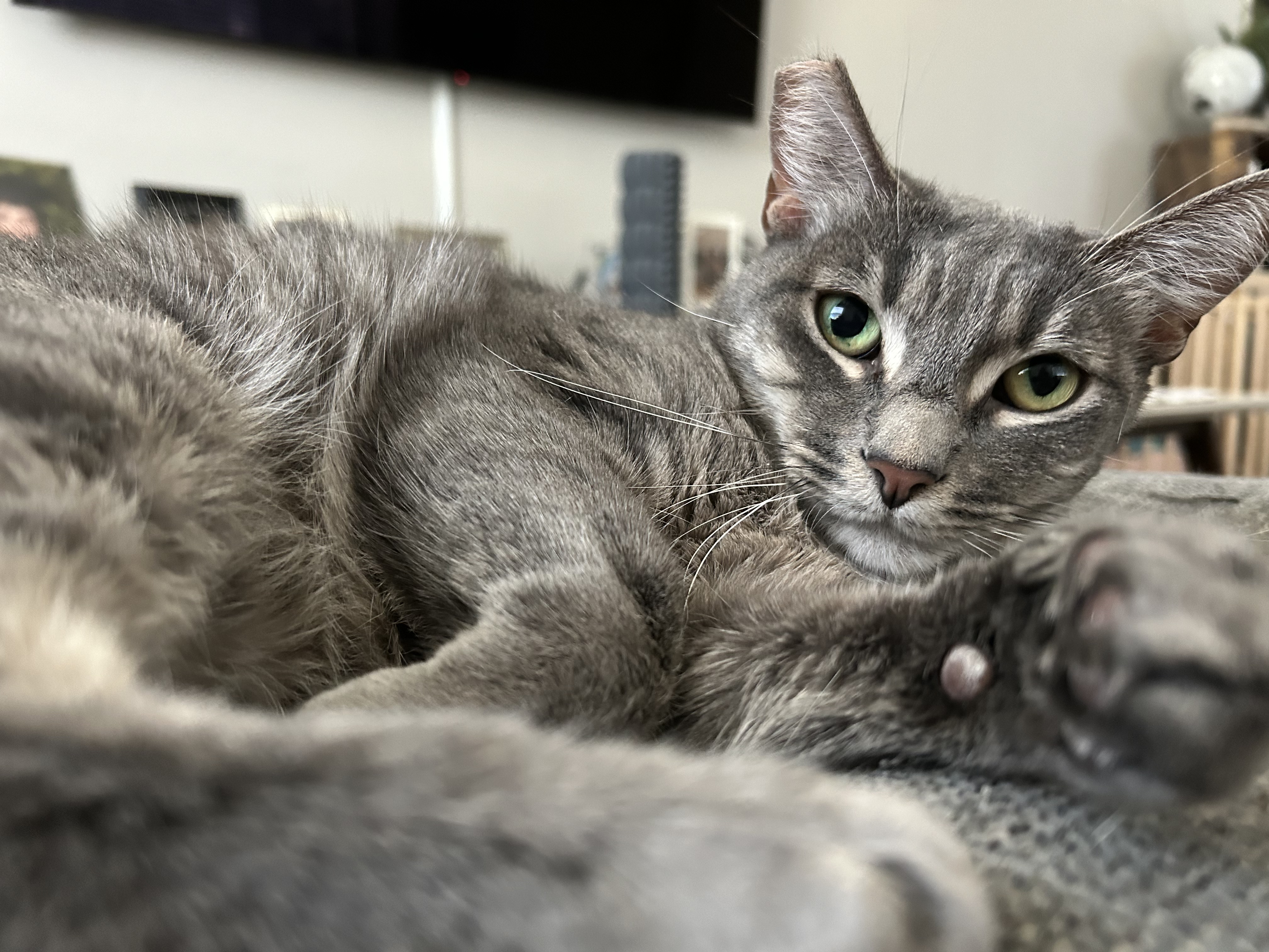 Grissy, a Adoptable mixed breed in Santa Monica, CA image 2/6