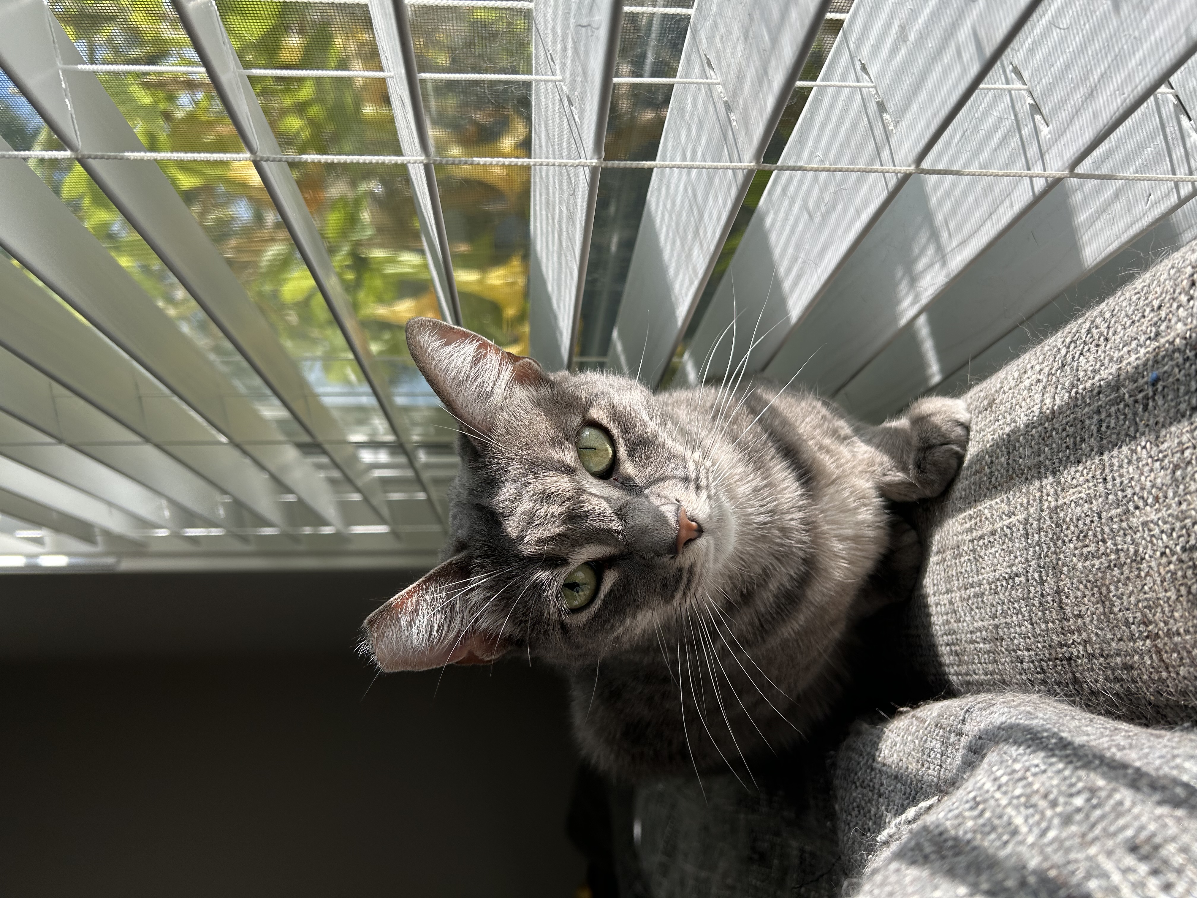 Grissy, a Adoptable mixed breed in Santa Monica, CA image 3/6