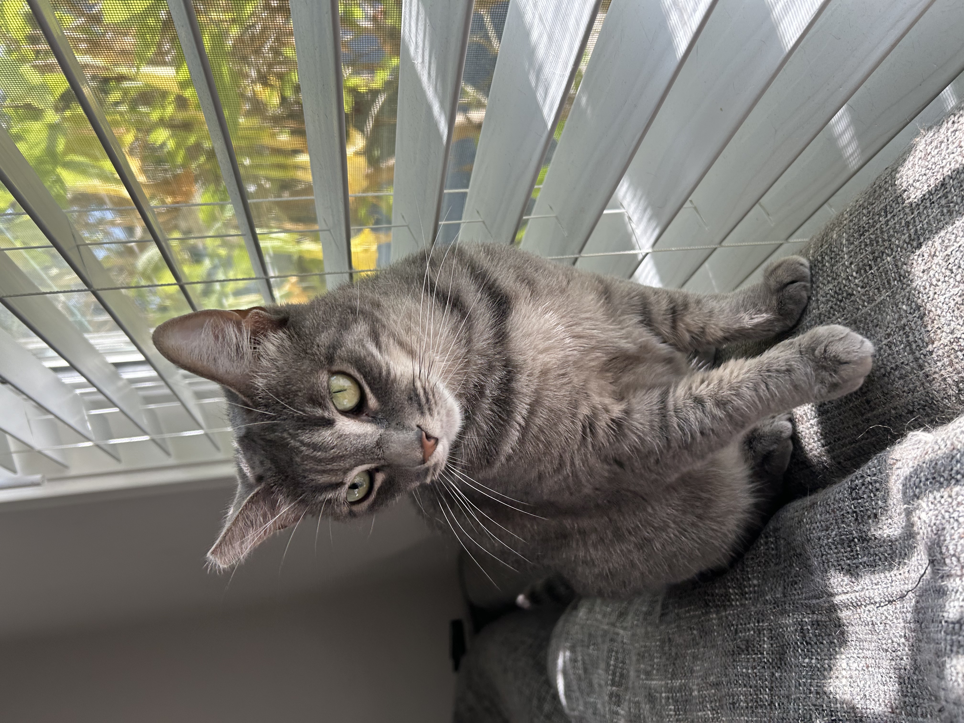 Grissy, a Adoptable mixed breed in Santa Monica, CA image 6/6