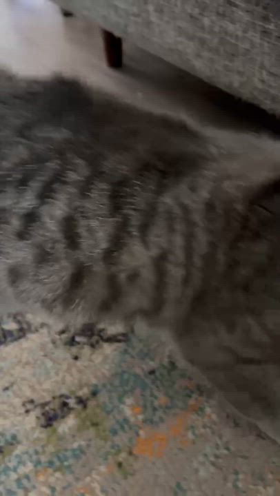 Enlarge Grissy, a Adoptable mixed breed in Santa Monica, CA video 5/6