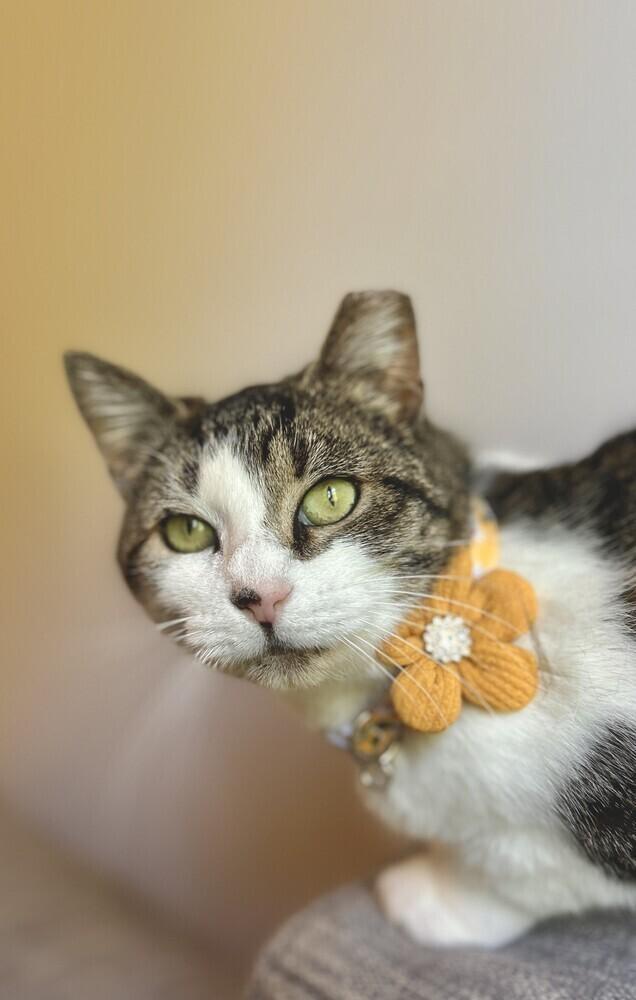 Moo, Adoptable, Young Female American Shorthair.