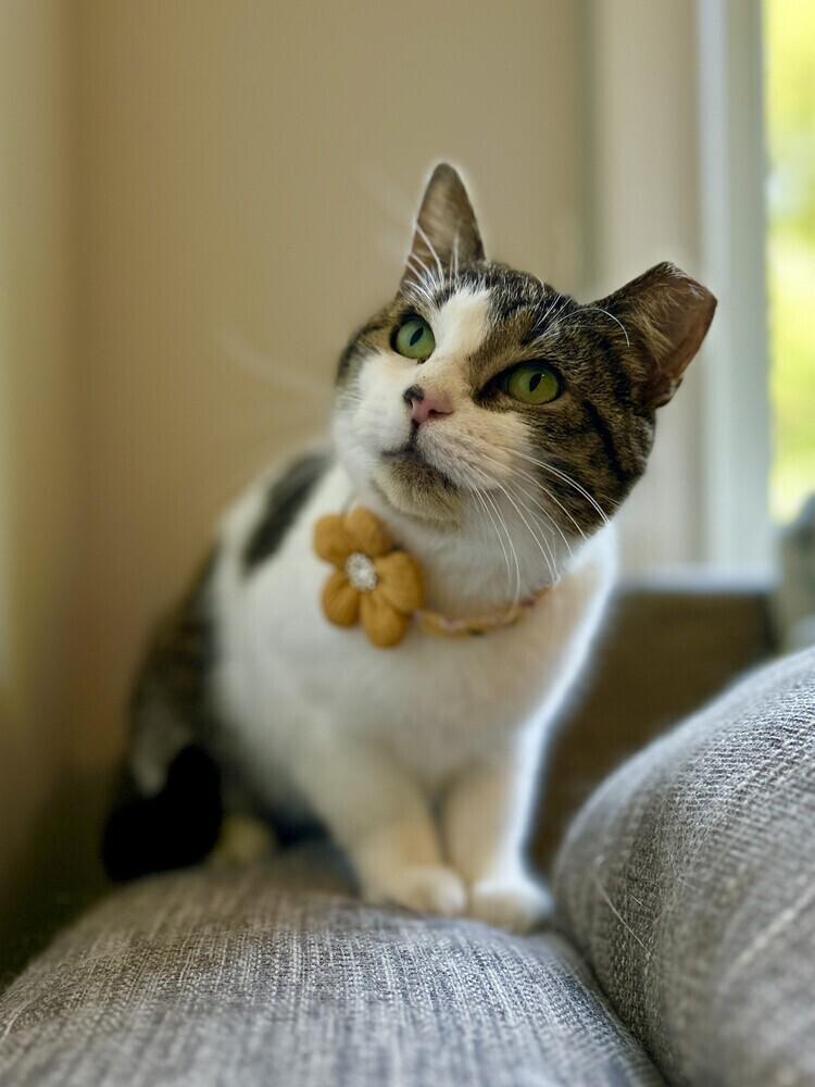 Enlarge Moo, a Adoptable American Shorthair in Ronkonkoma, NY image 2/5